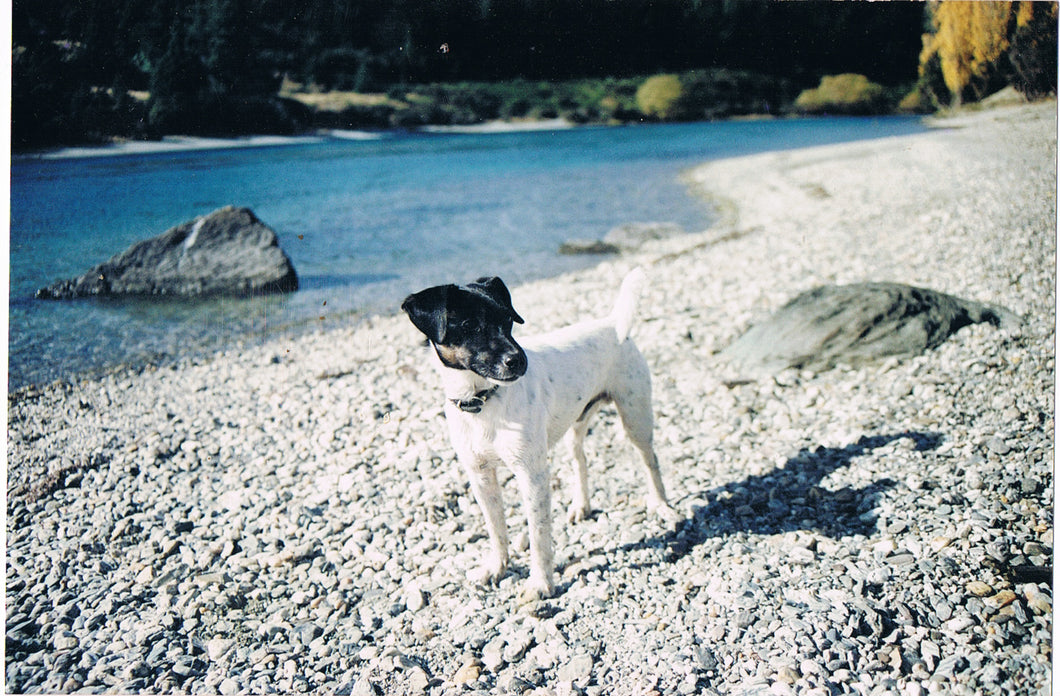 Natural outlet dog bath